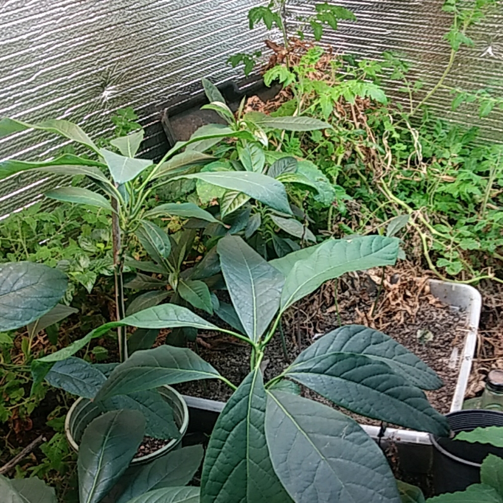 Avocado - Picture 2 of 4